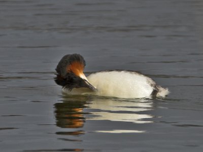 Great Crested Grebe Kilconquhar Loch 18th March 2007