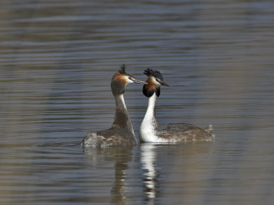 Great Crested Grebe Kilconquhar Loch 18th March 2007