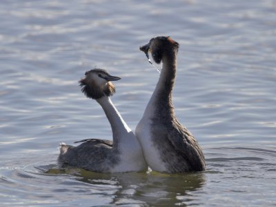 Great Crested Grebe Kilconquhar Loch 18th March 2007