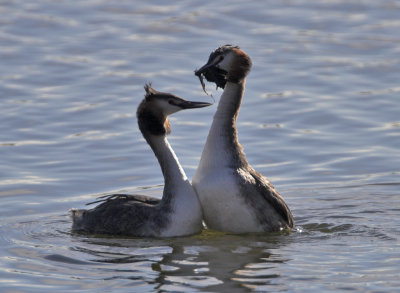 Great Crested Grebe Kilconquhar Loch 18th March 2007