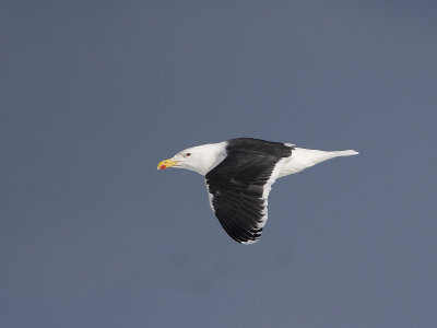 Great Black-backed Gull Fife Ness 20th March 2007