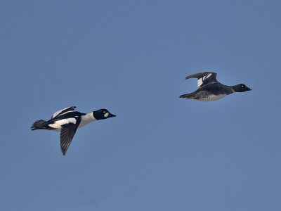 Goldeneye pair Balcomie 20th March 2007