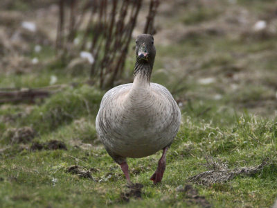 Pink-footed Goose Edenside 21st March 2007