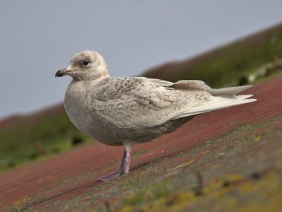 Iceland Gull 1st winter Arbroath Harbour 22nd March 2007