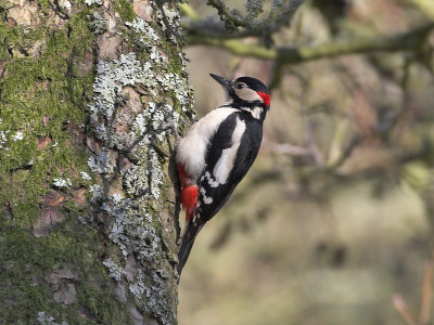 Great Spotted Woodpecker (male) 22nd March 2007