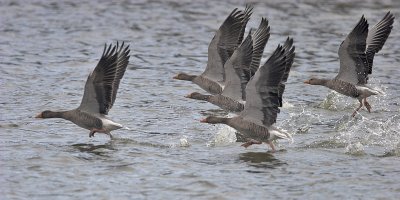 Greylag Kilconquhar Loch 25th March 2007