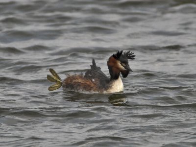 Great-crested Grebe Kilconquhar Loch 25th March 2007
