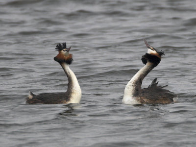 Great-crested Grebe Kilconquhar Loch 25th March 2007