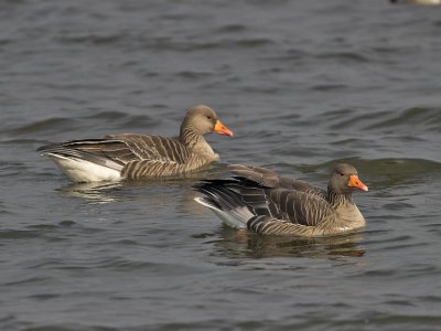Greylag Kilconquhar Loch 26th March 2007