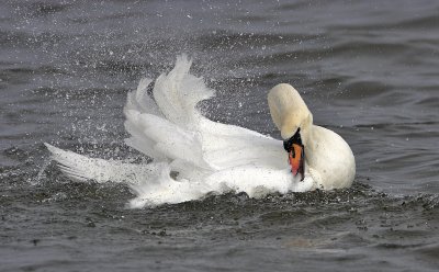 Mute Swan bathing Kilconquhar Loch 25th March 2007