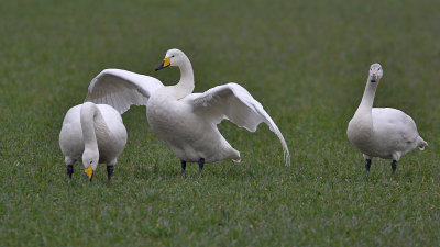 Whooper Swan 2 adults and first winter Edenside 28th March 2007