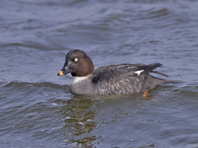 Goldeneye duck Kilconquhar Loch 29th March 2007