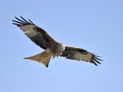 Red Kite Argaty 2nd April 2007