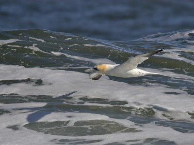 Gannet Fife Ness 3rd April 2007