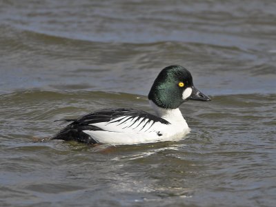 Goldeneye Kilconquhar Loch 3rd April 2007