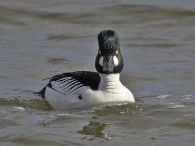 Goldeneye Kilconquhar Loch 3rd April 2007