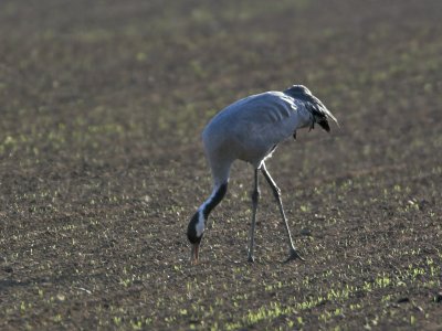 Crane (poor record shot) Scotston Farm nr Montrose 5th April 2007