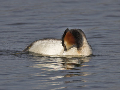 Great Crested Grebe Kilconquhar Loch 8th April 2007