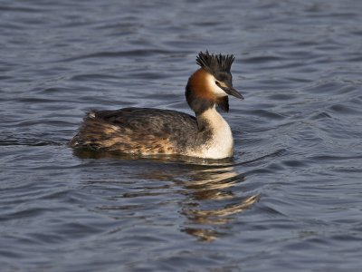 Great Crested Grebe Kilconquhar Loch 8th April 2007