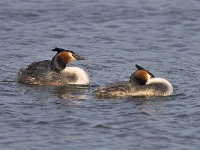 Great Crested Grebe Kilconquhar Loch 8th April 2007