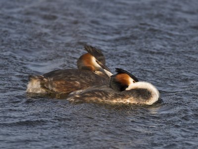 Great Crested Grebe Kilconquhar Loch 8th April 2007