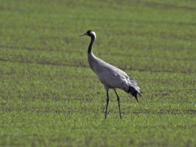 Crane Scotston of Usan farm nr Montrose 10th April 2007