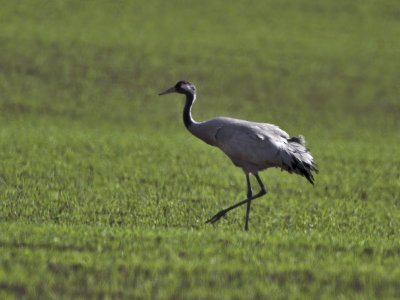 Crane Scotston of Usan farm nr Montrose 10th April 2007