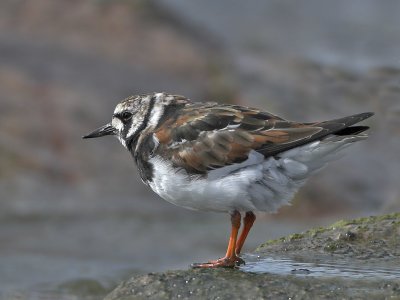 Turnstone Fife Ness 18th April 2007