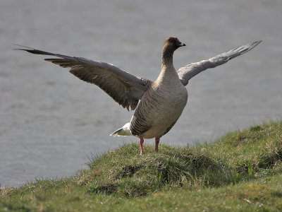 Pink-footed Goose Edenside 19th April 2007