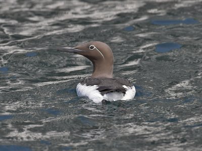 Guillemot (bridled)  Isle of May 27th April 2007