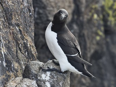 Razorbill Isle of May 27th April 2007