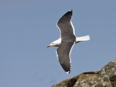 Lesser  Black-backed Gull Isle of May 27th April 2007