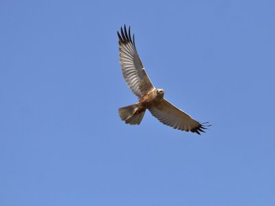 Marsh Harrier (male) 30th April 2007