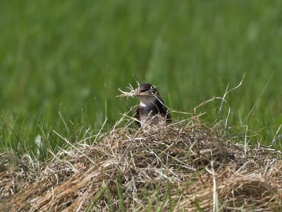 Sand Martin Murton LNR 27th April 2007