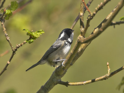 Coal Tit 2nd May 2007