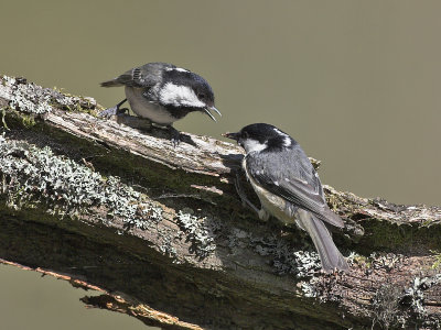 Coal Tits 2nd May 2007