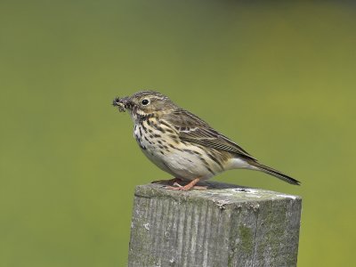Meadow Pipit Kilrenny 8th May 2007