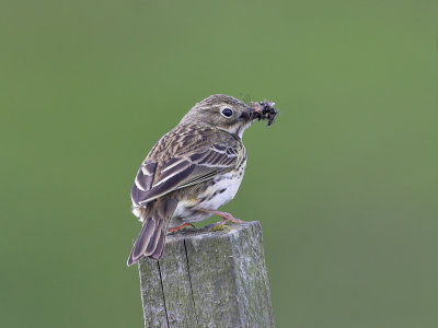 Meadow Pipit Kilrenny 8th May 2007