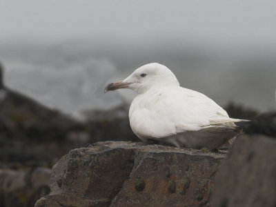 Herring Gull  leucistic Anstruther Harbour 11th May 2007 (very poor record shot taken during a downpour)