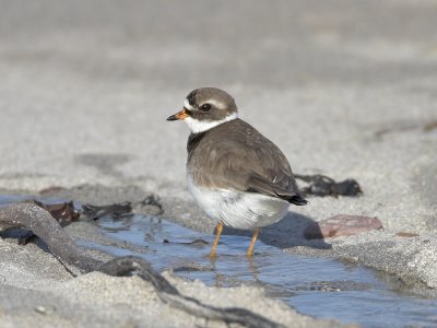 Ringed Plover Balcomie 21st May 2007