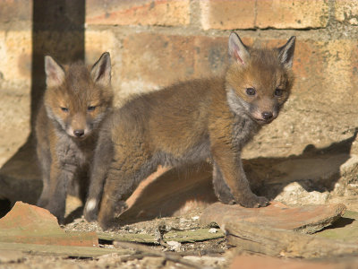 Fox cubs nr Crail 23rd May 2007