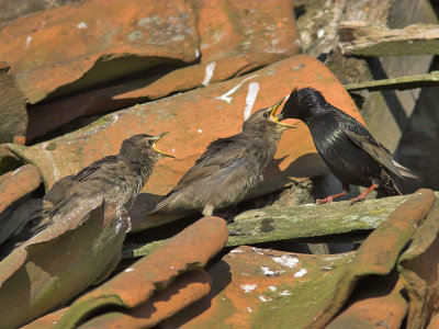 Starling feeding young nr Crail 23rd May 2007