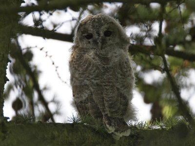 Tawny Owl chick nr Crail 26th May 2007