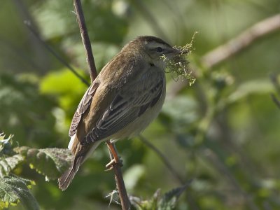 Sedge Warbler Fife Ness 26th May