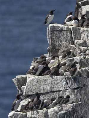 Guillemots Isle of May 31st May 2007