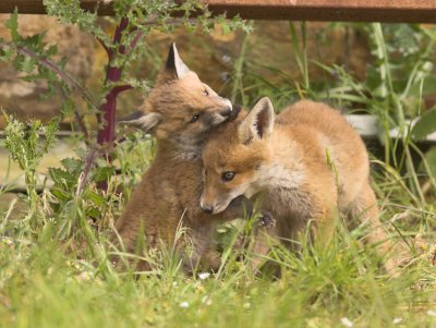 Fox cubs nr Crail 1st June 2007