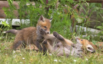 Fox cubs nr Crail 1st June 2007