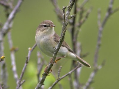 Willow Warbler 4th June 2007