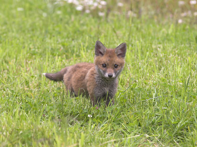 Fox cub nr Crail 9th June 2007