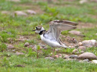 Little Ringed Plover female 11th June 2007